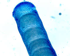 Image of Lithophylloideae