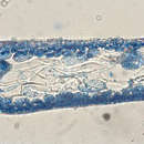 Image of Asteromenia pseudocoalescens