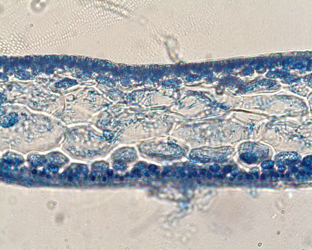 Image of Hymenocladiaceae