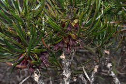 Image of Melaleuca pachystachya (Benth.) Craven & R. D. Edwards