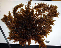 Image of Sargassum pacificum