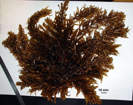 Слика од Sargassum pacificum