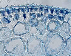 Слика од Palisada K. W. Nam 2007