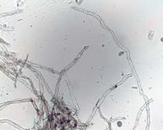 صورة Dichotomosiphonaceae