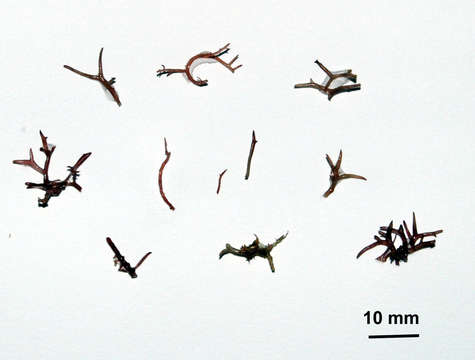 Image of Cystocloniaceae