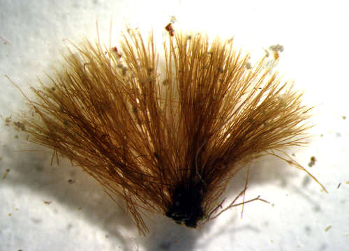 Image of Sphacelariales