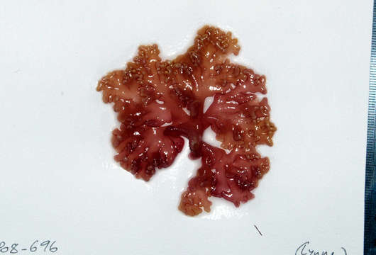 Image of Rhodogorgonales