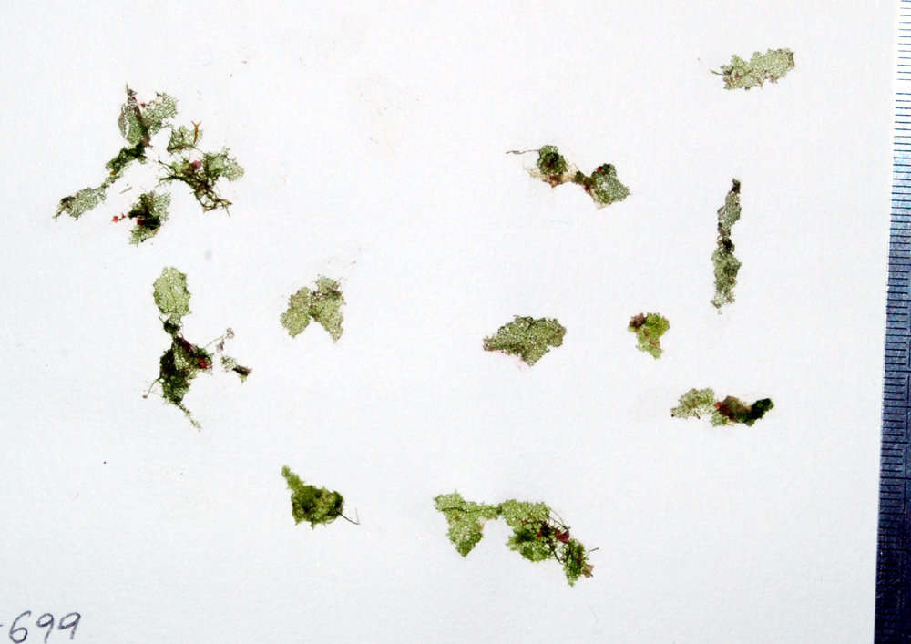 Image of Anadyomenaceae