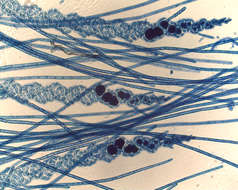 Слика од Spirocladia Børgesen 1933