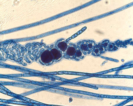 Imagem de Spirocladia Børgesen 1933