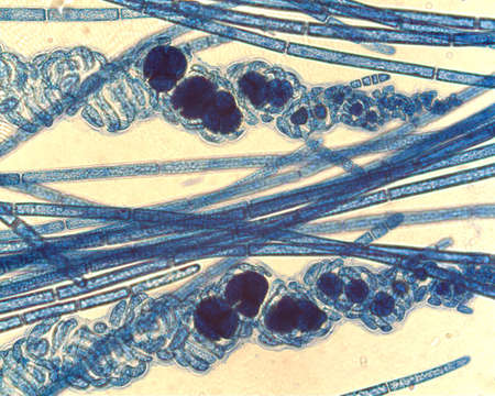 Image of Spirocladia Børgesen 1933