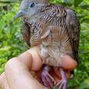 Image of Barred Ground Dove