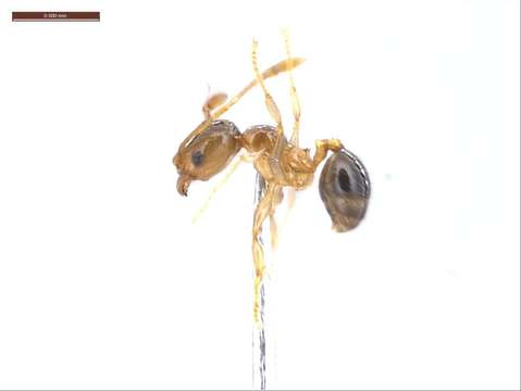 Image of Pheidole