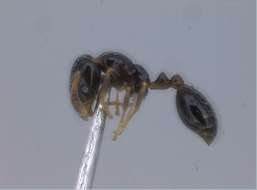 Image de Monomorium