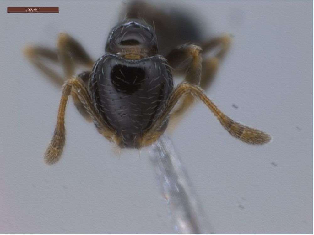 Image of Monomorium