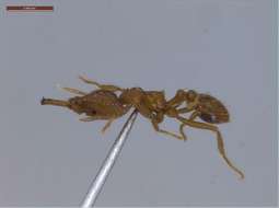 Image of Miniature Trap-jaw Ants