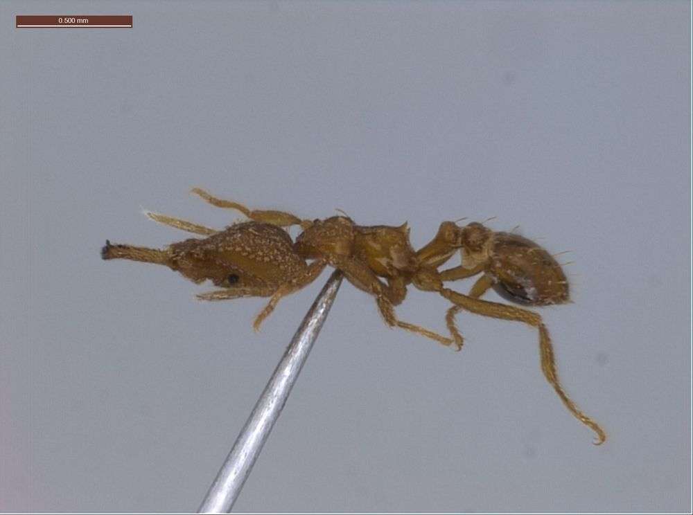 Image of Miniature Trap-jaw Ants