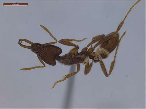 Image of Miniature Trap-jaw Ants