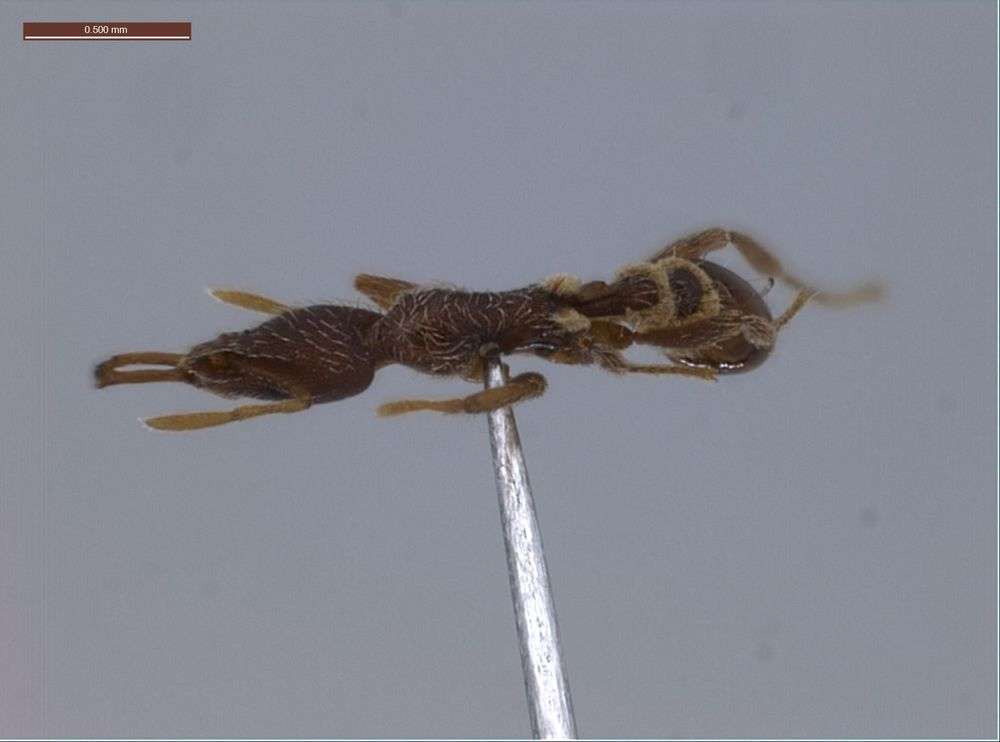 Image of Miniature Trap-jaw Ants