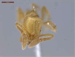 Image of Monomorium