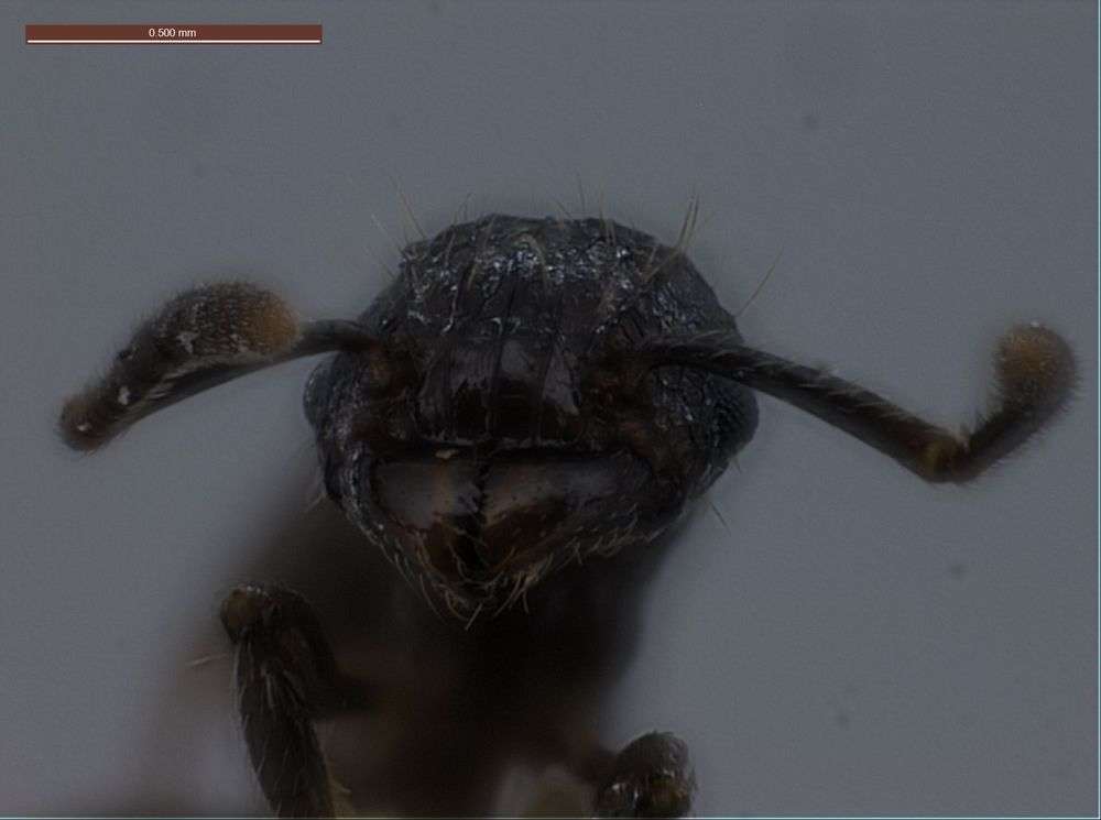 Image of Tetramorium