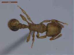 Image of Tetramorium