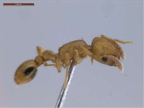 Image of Tetramorium