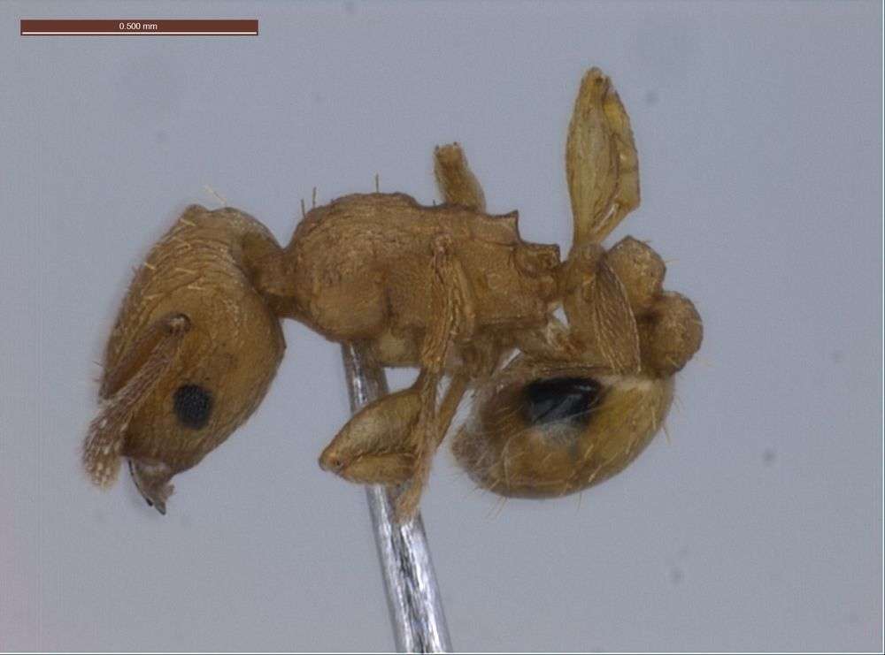 Image of Tetramorium