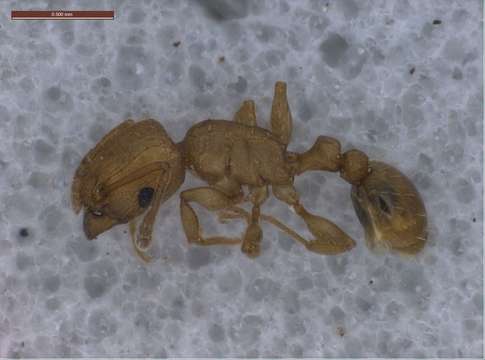 Image of Tetramorium