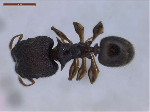 Image of Pheidole