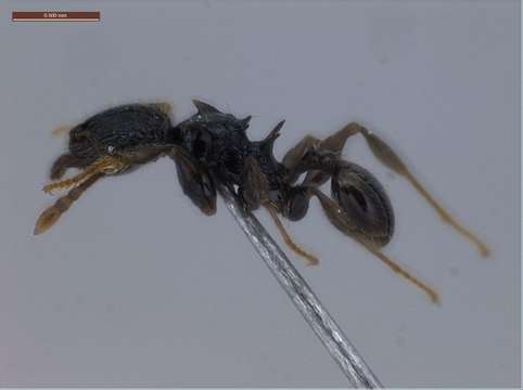 Image of Pheidole