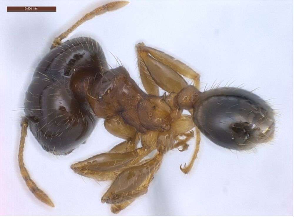 Image of Pheidole