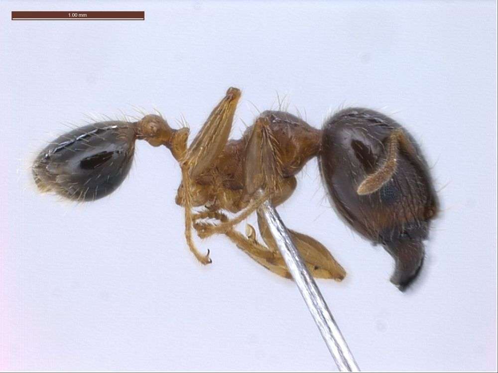 Image of Pheidole