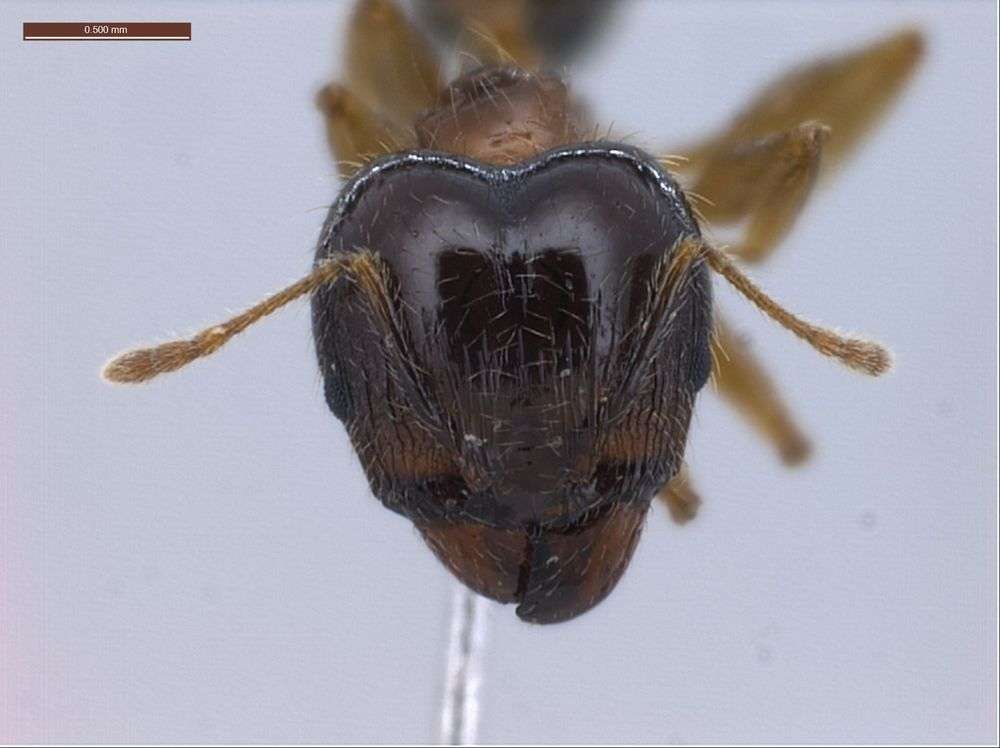 Image of Pheidole