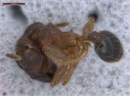 Image of Pheidole