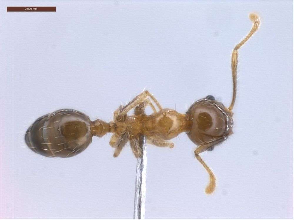 Image of Pheidole