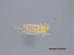 Image of Panarthropoda