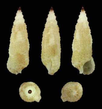 Image of Cerithium interstriatum G. B. Sowerby II 1855