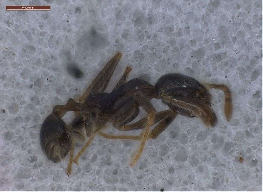 Plancia ëd Pheidole