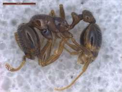 Image of Fire Ants and Thief Ants