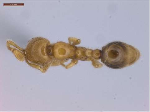 Plancia ëd Solenopsis