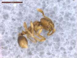 Image of Fire Ants and Thief Ants