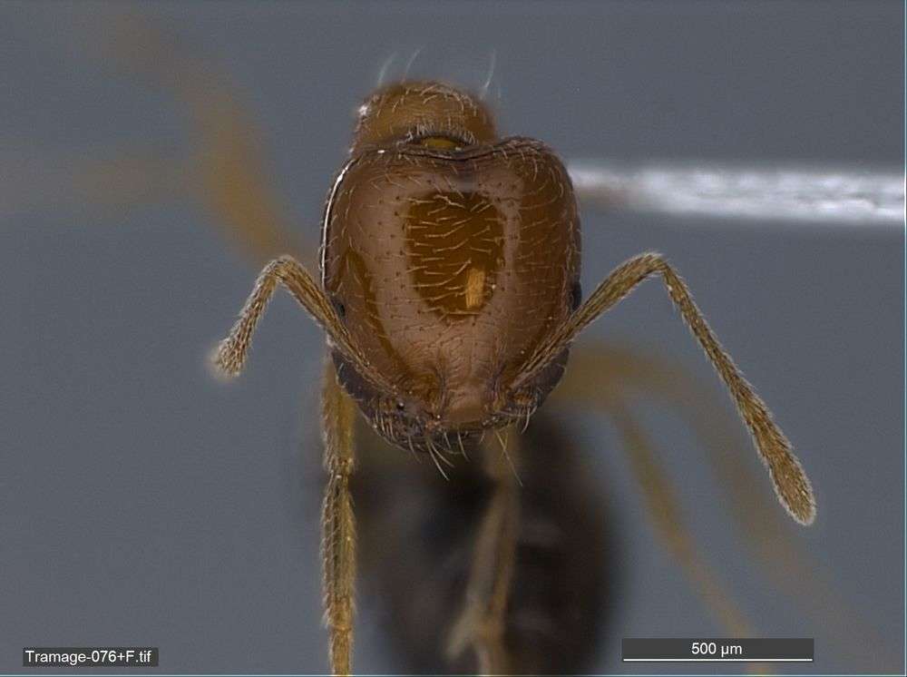 Image of Monomorium