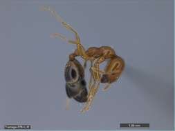 Image of Monomorium