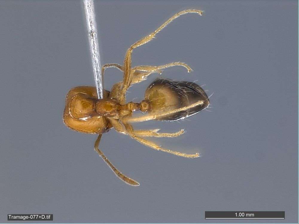 Image of Monomorium