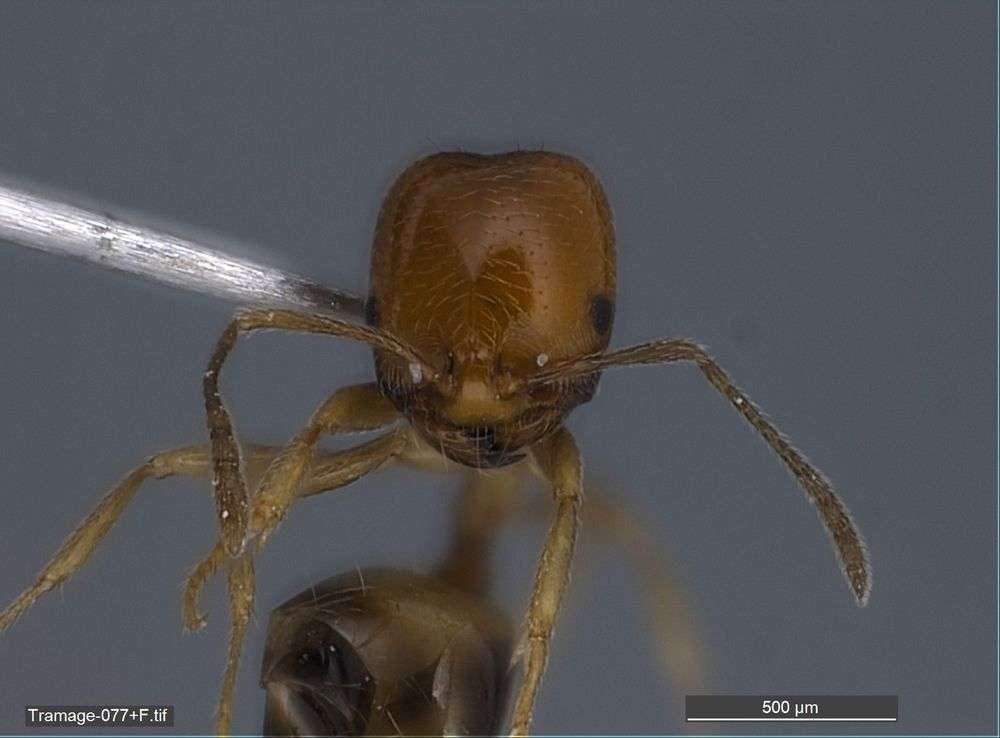 Image of Monomorium