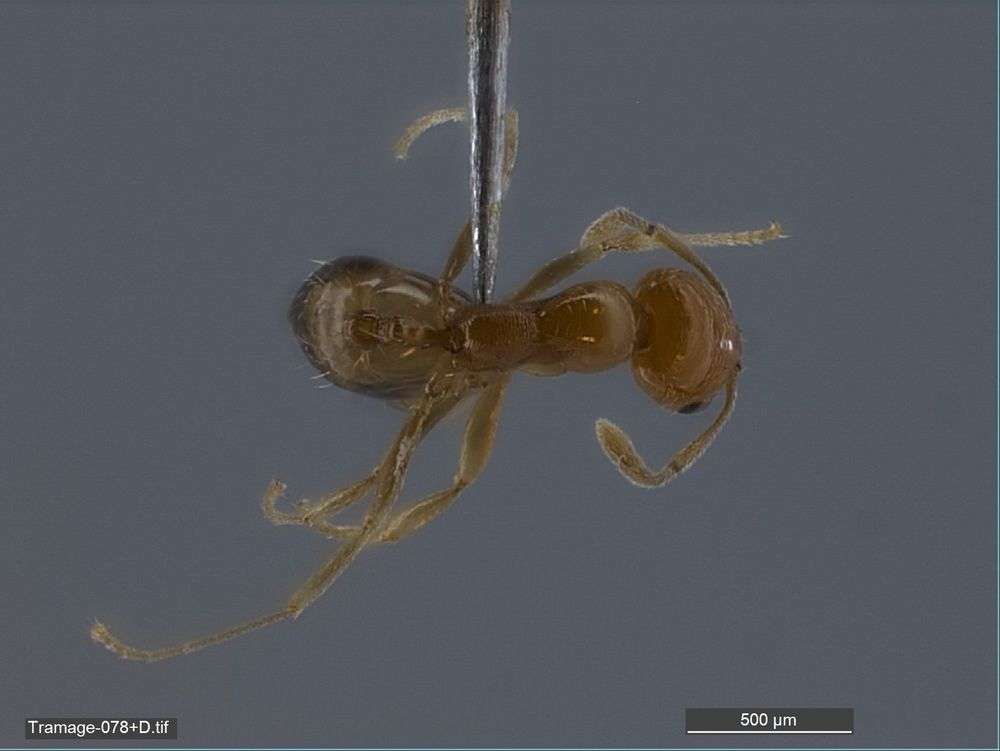 Image of Monomorium