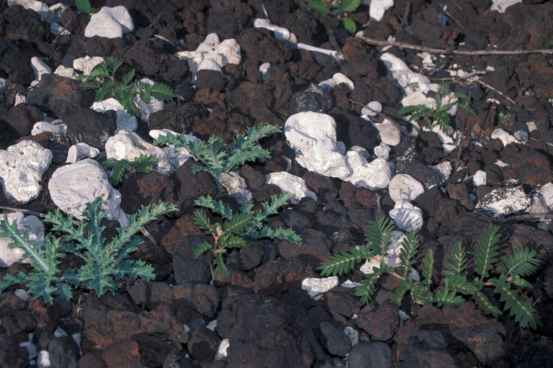 Image of Hawaiian prickly poppy