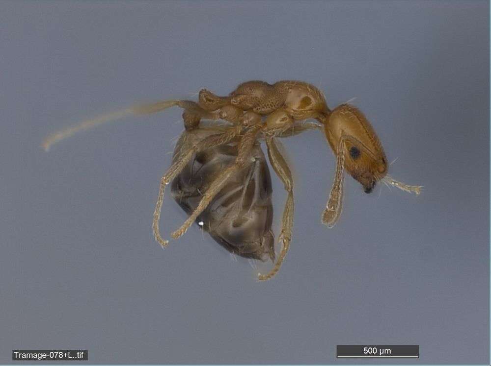 Image of Monomorium