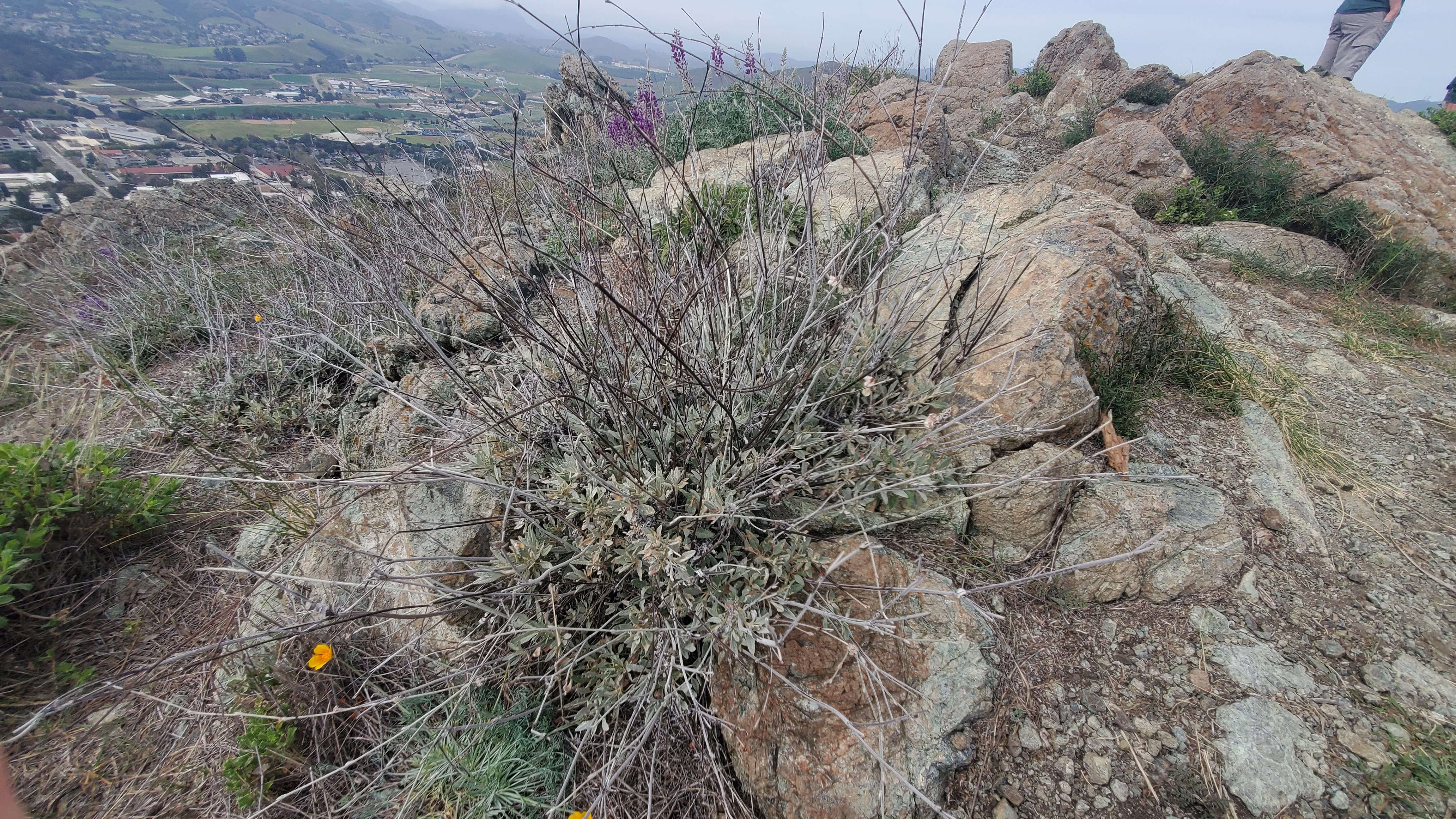 Imagem de Eriogonum elongatum Benth.